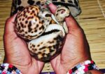 TRADITIONAL HEALER +27647045841 ▲☆IN NEVADA/FLoridA/ALASKA/ARKAnSAS/MISSISSIPPI/MINNESOTA/TEXAS POWERFUL LOVE SPELLS CASTER }<▲☆>]