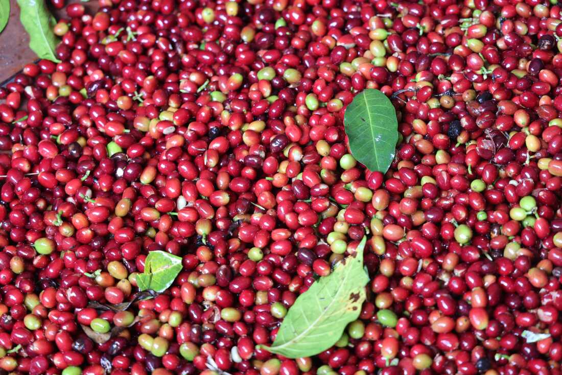 Coffee Grading +256790560642 Arabica Robusta coffee traders USA Italy Germany Argentina Bolivia Chile